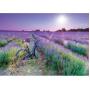 EDUCA - Puzzle 1000 Bicicleta Num Campo de Lavanda 19255