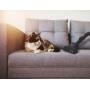 HOOVER - Aspirador HE520PET 011