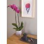 HOOVER - Aspirador Vertical HF522STP 011